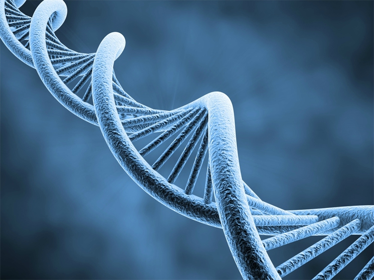caryotype image Image